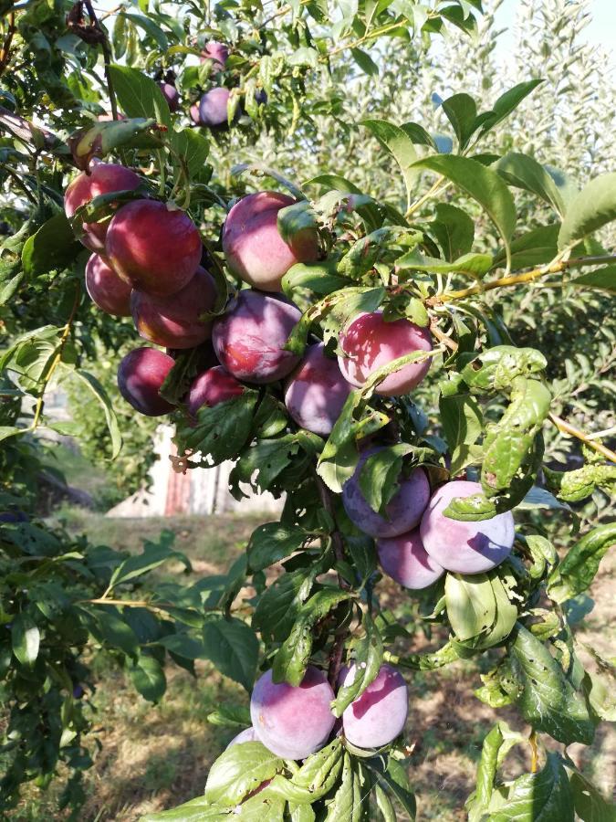 Sole E Azzurro Διαμέρισμα Fiumefreddo di Sicilia Εξωτερικό φωτογραφία